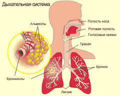 Дыхательная система4